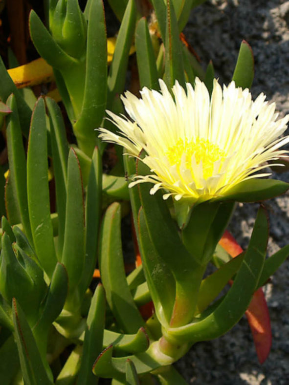 Carpobrotus edulis (Hottentot Fig)