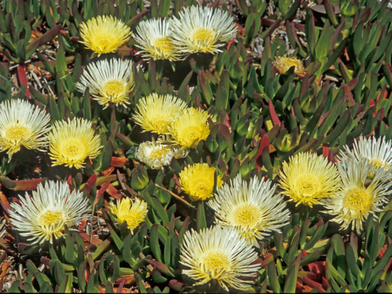 Carpobrotus edulis (Hottentot Fig)