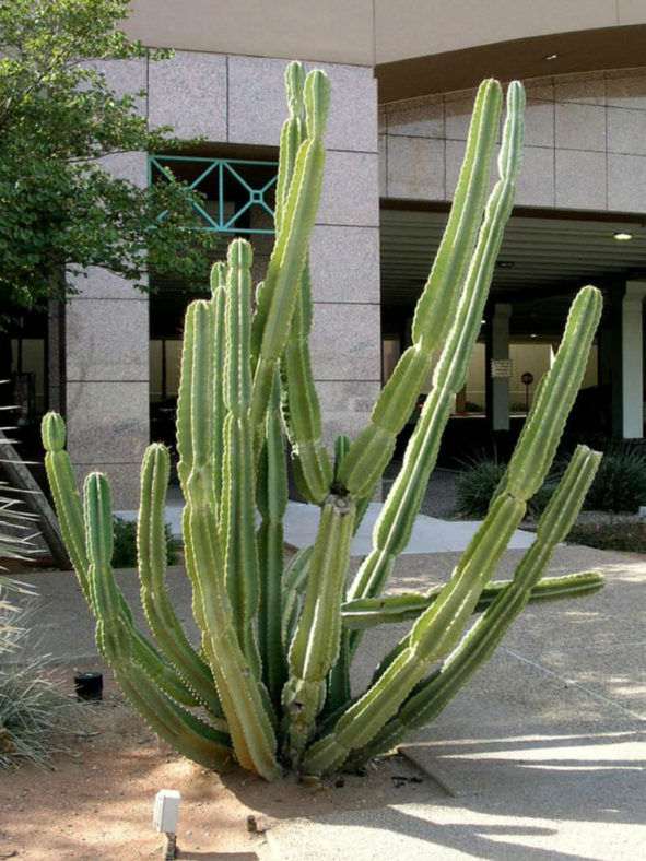 Cereus repandus (Peruvian Apple Cactus)