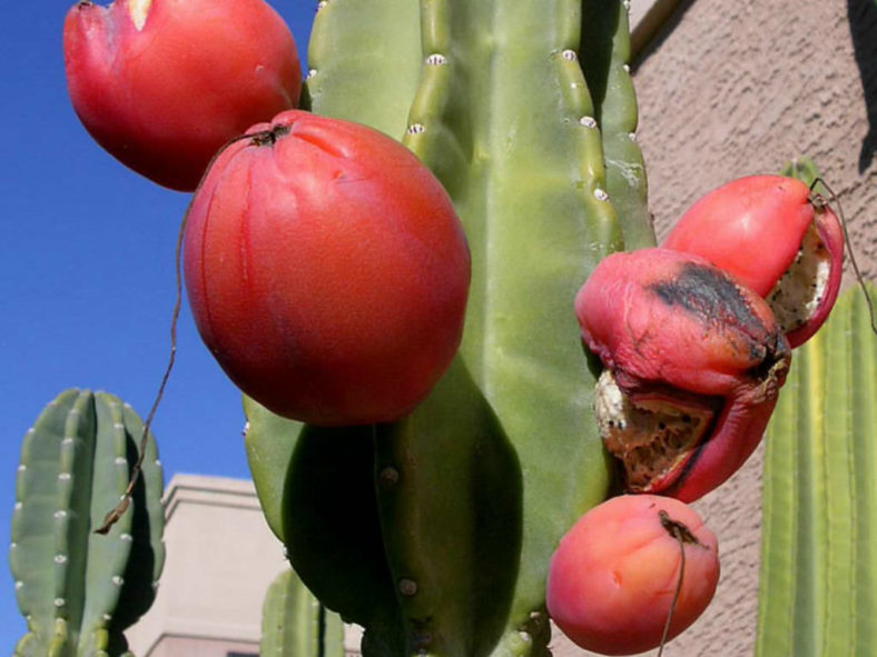 Cereus repandus (Peruvian Apple Cactus)