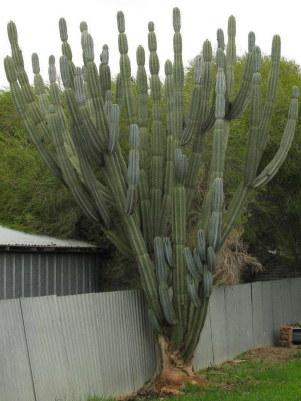 Cereus repandus (Peruvian Apple Cactus)