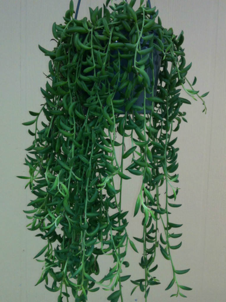 Curio radicans (String of Bananas) | World of Succulents