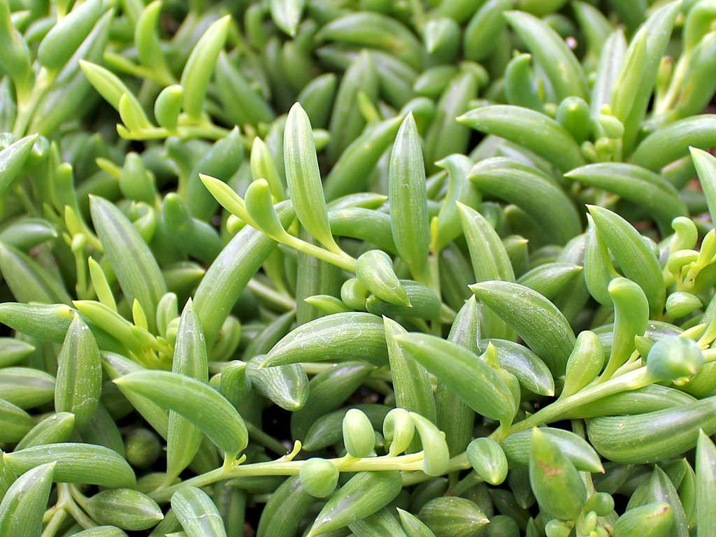 Curio radicans (String of Bananas) aka Senecio radicans