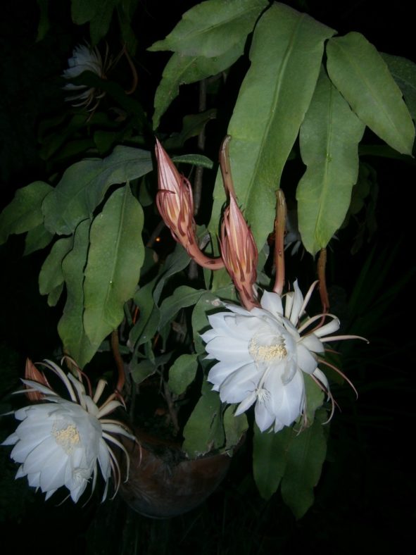 Epiphyllum oxypetalum (Queen of the Night)