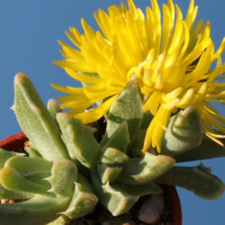 Faucaria bosscheana - World of Succulents