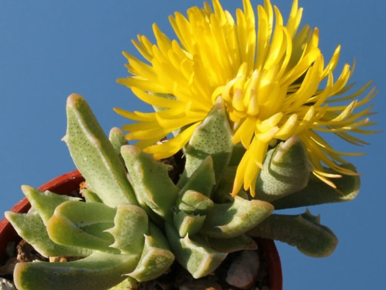 Faucaria bosscheana