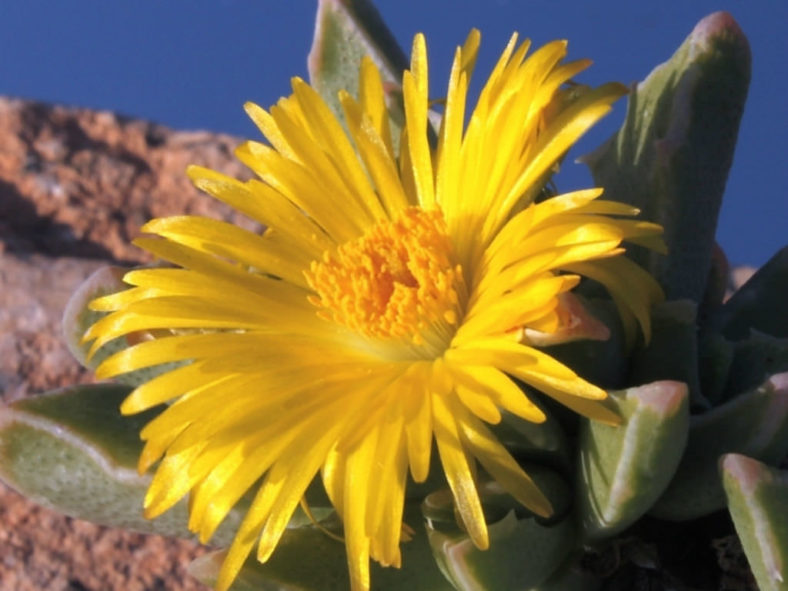 Faucaria bosscheana