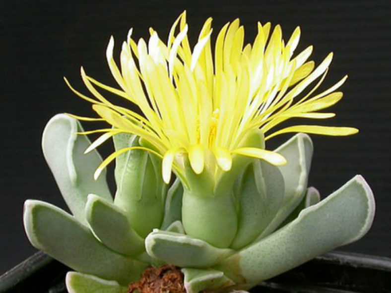 Faucaria bosscheana