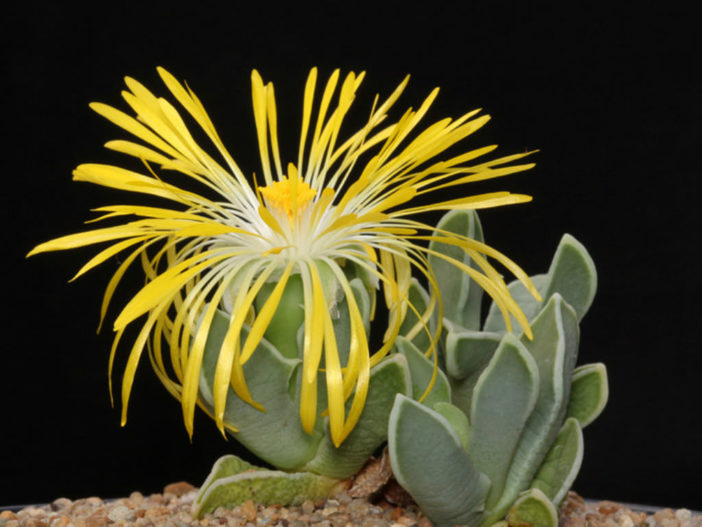 Faucaria bosscheana