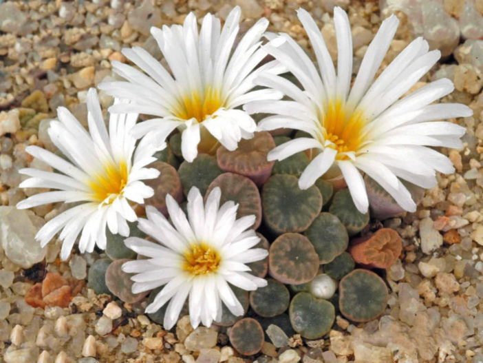 Frithia humilis (Fairy Elephant's Feet)