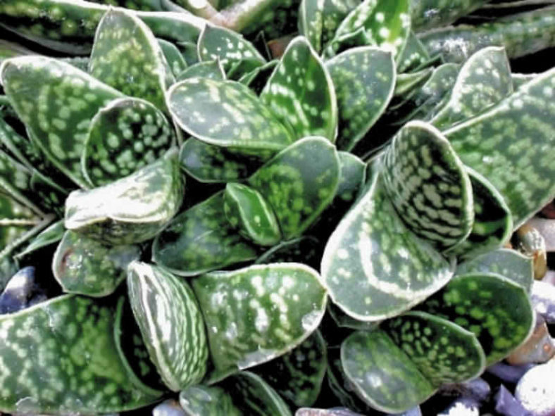 Gasteria bicolor var. liliputana - Dwarf Gasteria, Dwarf Lawyer's Tongue