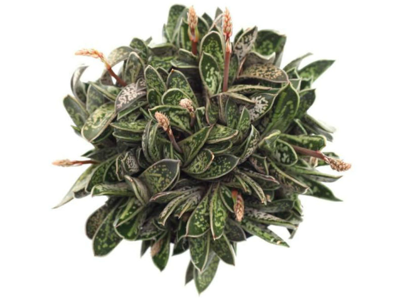 Gasteria bicolor var. liliputana - Dwarf Gasteria