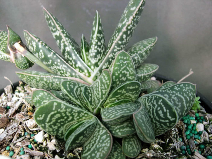 Gasteria bicolor var. liliputana - Dwarf Gasteria, Dwarf Lawyer's Tongue