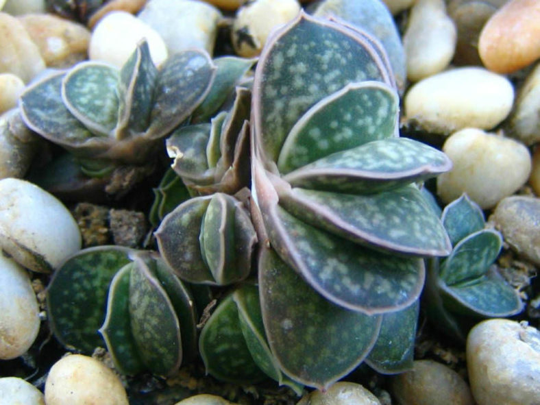 Gasteria bicolor var. liliputana - Dwarf Gasteria, Dwarf Lawyer's Tongue
