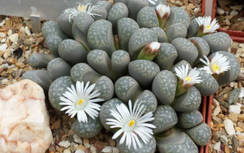 Lithops marmorata (Living Stones) Lithops marmorata (Living Stones)