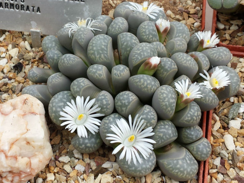 Lithops marmorata (Living Stones)