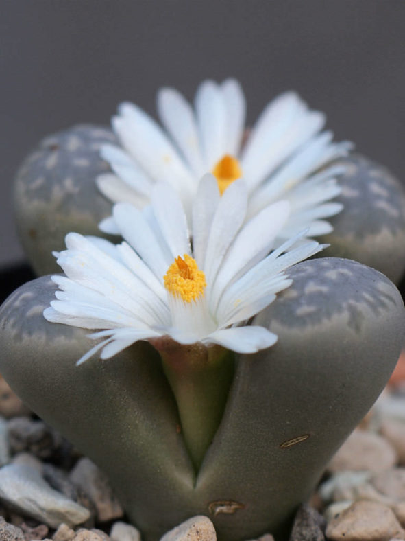 Lithops marmorata (Living Stones)