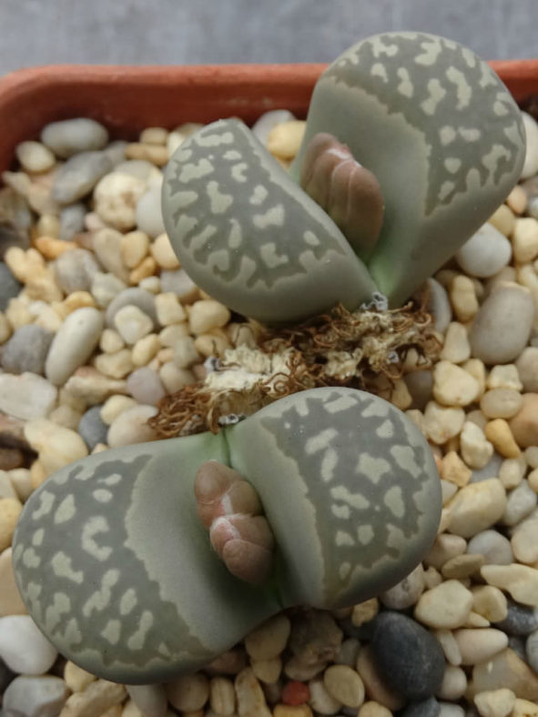 Lithops marmorata (Living Stones)