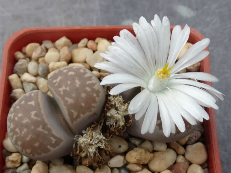 Lithops marmorata (Living Stones)