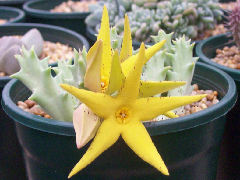 Orbea lutea - Yellow Carrion Flower