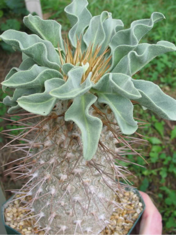 Pachypodium namaquanum - Elephant's Trunk, Club Foot, Halfmens
