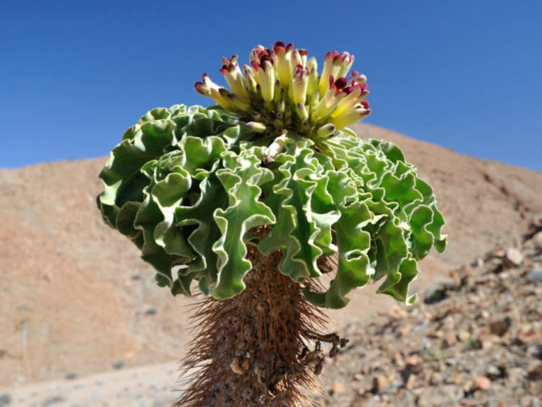 Pachypodium namaquanum - Elephant's Trunk