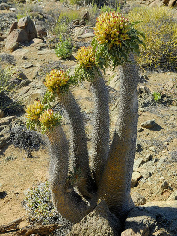 Pachypodium namaquanum - Elephant's Trunk