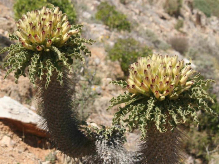 Pachypodium namaquanum - Elephant's Trunk, Club Foot, Halfmens