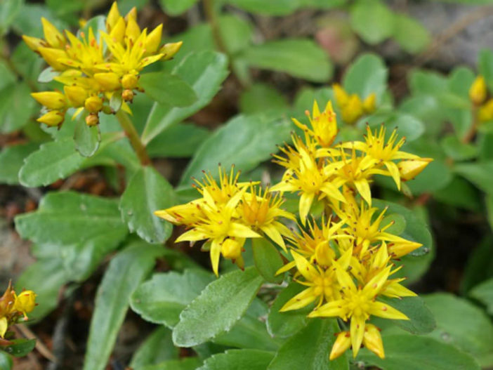 Phedimus aizoon (Aizoon Stonecrop) - World of Succulents