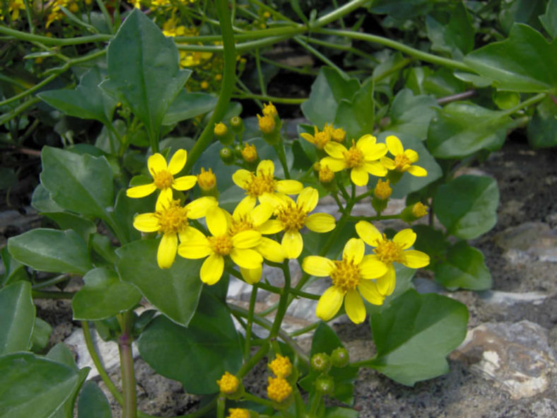 Senecio angulatus (Climbing Groundsel)