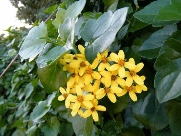 Senecio angulatus (Climbing Groundsel)