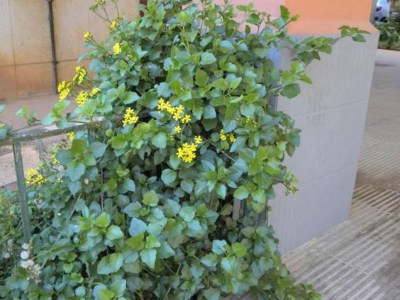 Senecio angulatus (Climbing Groundsel)