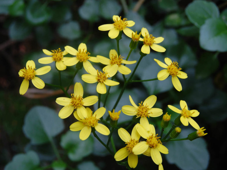 Senecio angulatus (Climbing Groundsel)