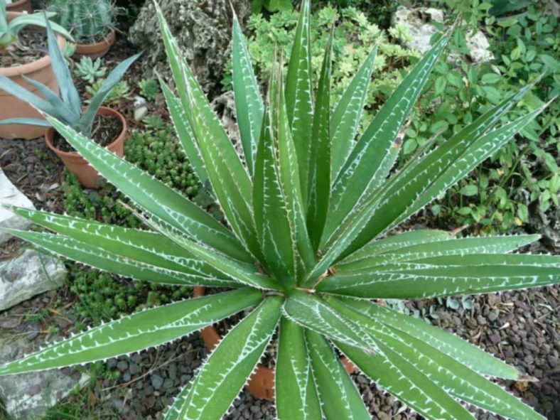 Agave impressa (Maguey Masparillo)