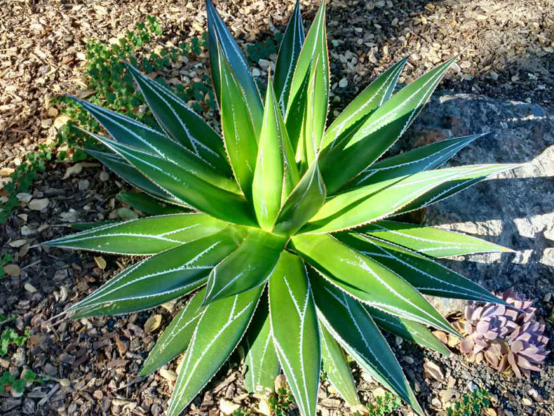 Agave impressa (Maguey Masparillo)