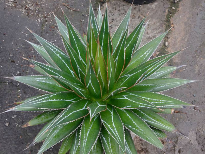 Agave impressa (Maguey Masparillo)