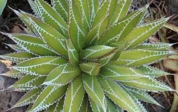 Agave impressa Agave impressa (Maguey Masparillo)