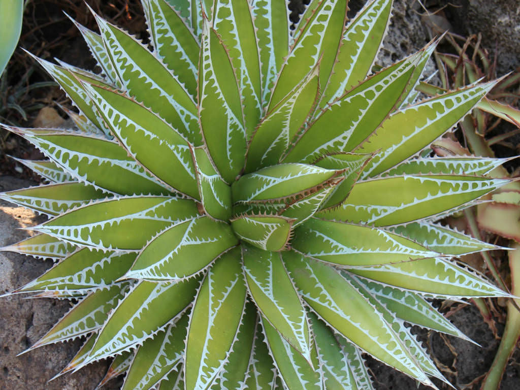 Agave and Hechtia: Agave impressa