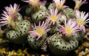 Conophytum obcordellum (Dumpling) Conophytum obcordellum (Dumpling)