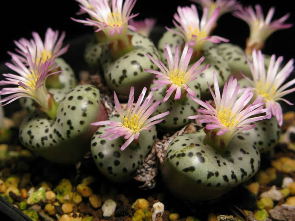 Conophytum obcordellum (Dumpling)