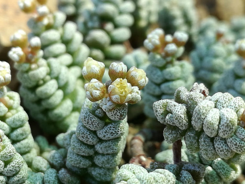 Crassula corallina (Coral Crassula)