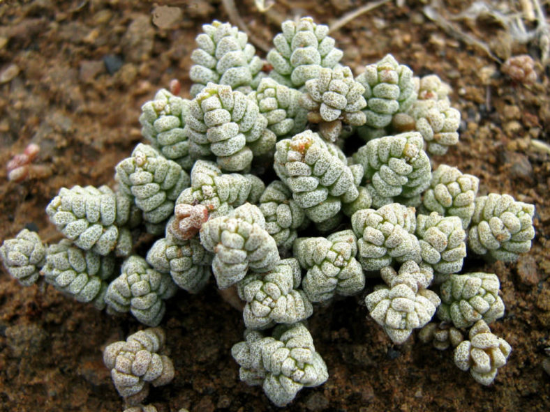 Crassula corallina (Coral Crassula)