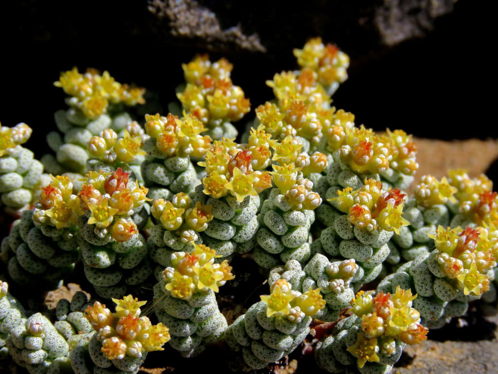 Crassula corallina (Coral Crassula)