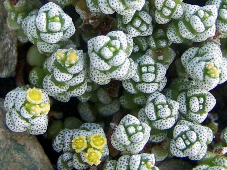 Crassula corallina (Coral Crassula)