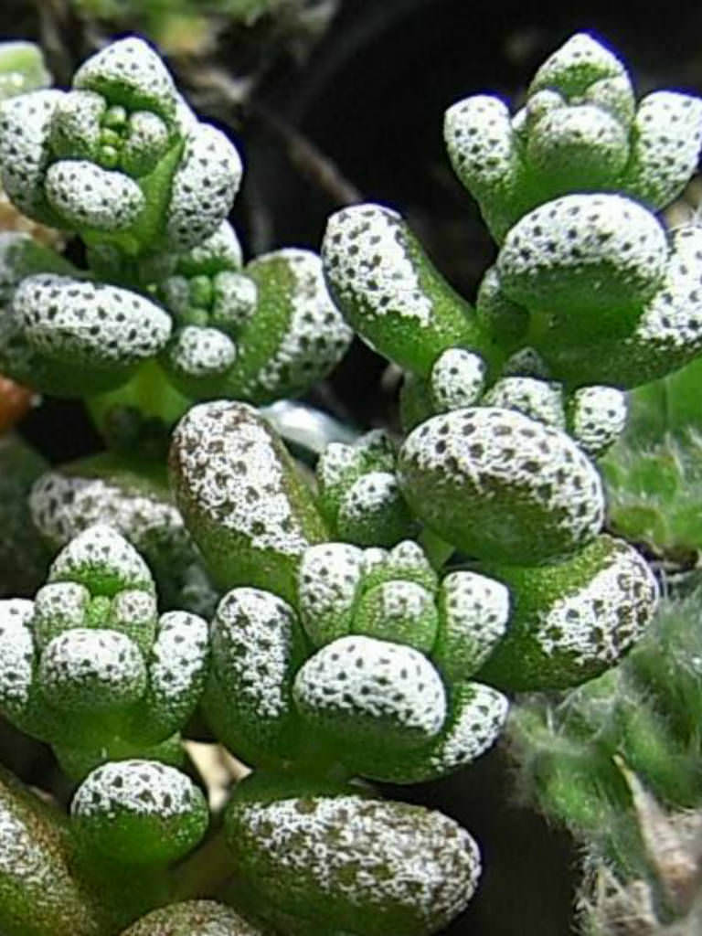 Crassula corallina (Coral Crassula) | World of Succulents