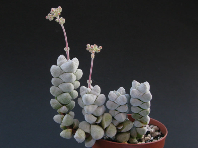 Crassula deceptor