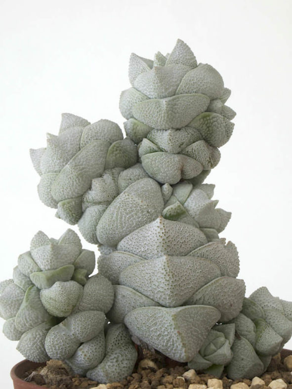 Crassula deceptor