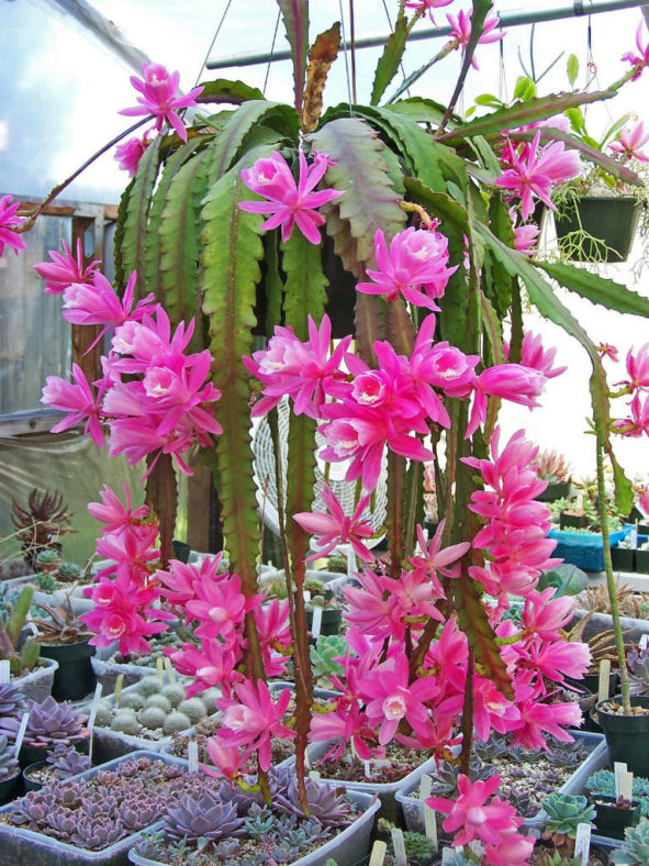 Disocactus phyllanthoides (German Empress)