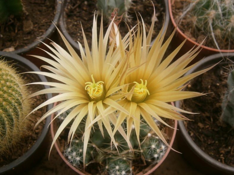 Pelecyphora missouriensis (Missouri Foxtail Cactus) aka Escobaria missouriensis