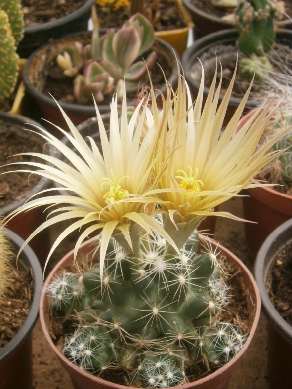 Pelecyphora missouriensis (Missouri Foxtail Cactus) aka Escobaria missouriensis